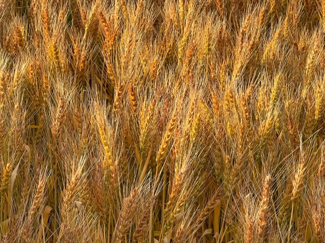 小麦のイメージ